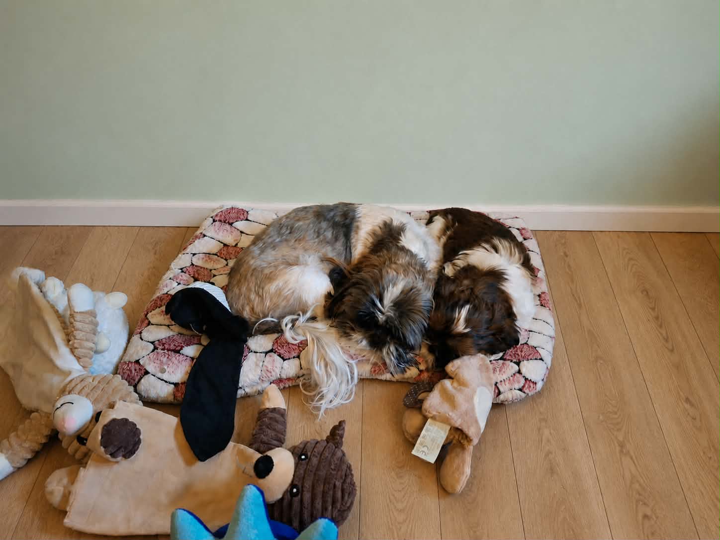 Accueil d’un chiot à la maison