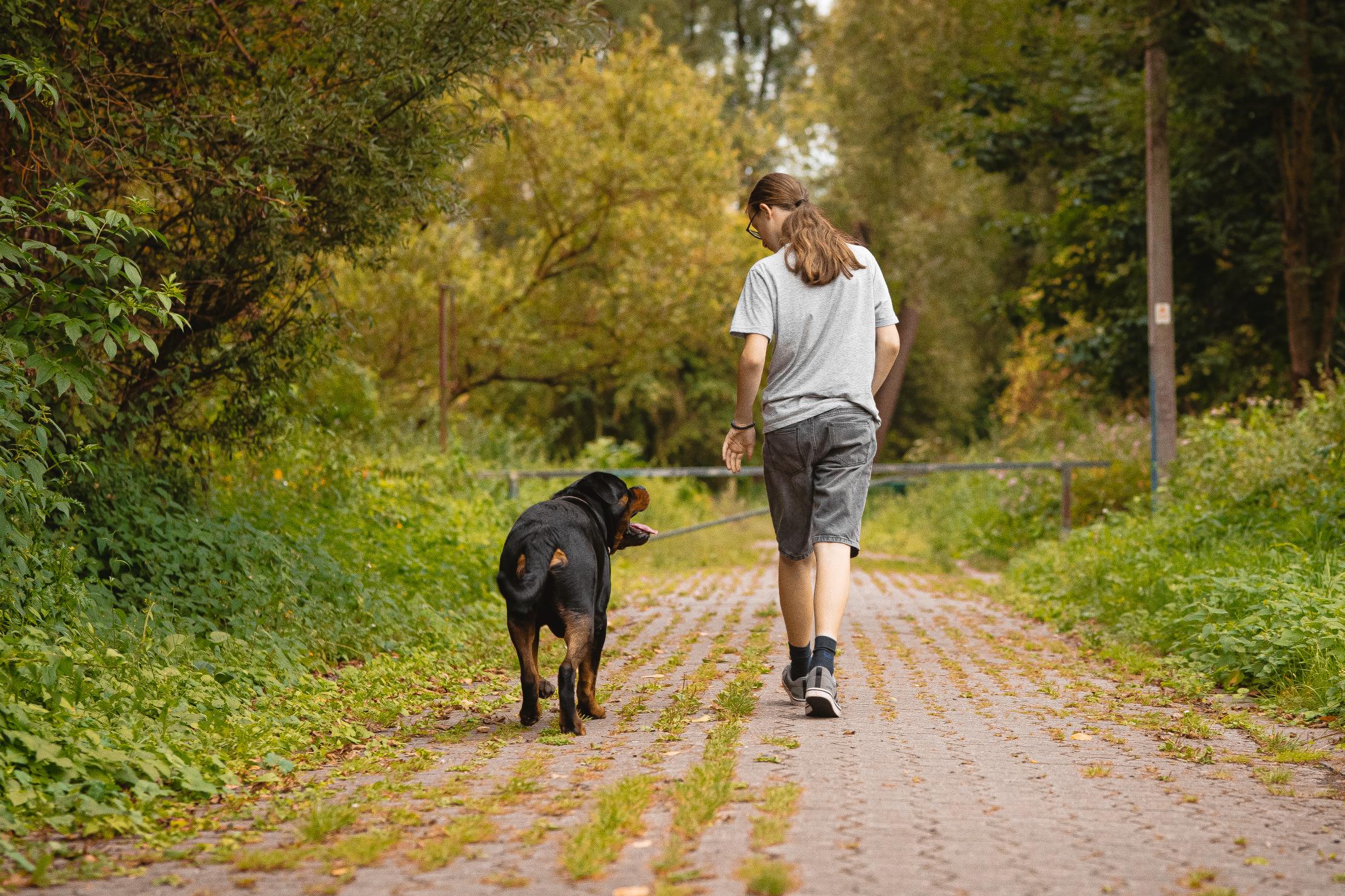 Balade éducative avec un chien en extérieur