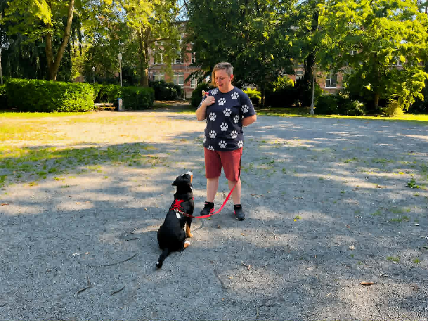 Balade éducative avec un chien
