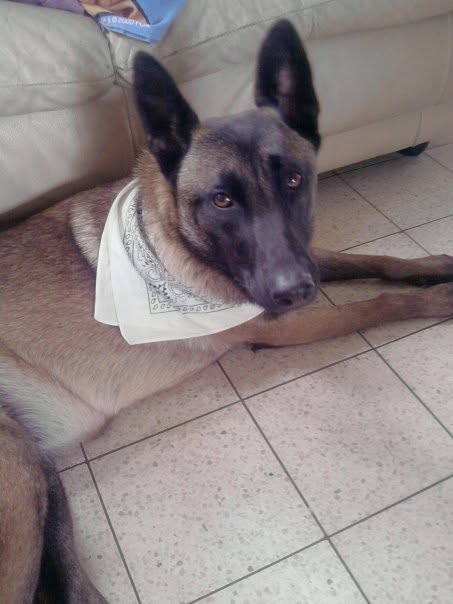 Accompagnement à domicile avec un chien